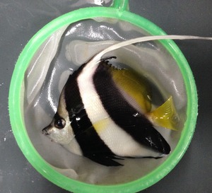 두동가리돔 -  longfin bannerfish