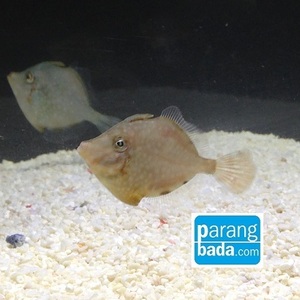 그물코쥐치 - white-spotted pigmy filefish
