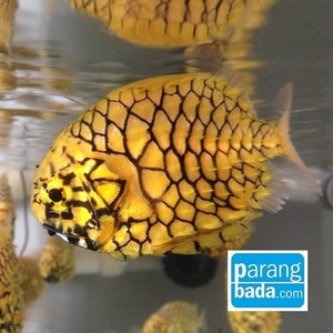 철갑둥어 - pinecone fish